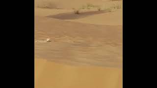 Sandfish Skink at Dubai Desert Conservation Reserve 27082022 [upl. by Anrehs]