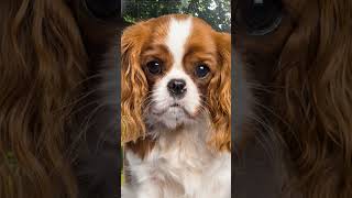 Puppy Cavalier King Charles Spaniel Growing Up [upl. by Israel]