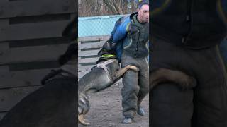 💪Buran attacks German Shepherd detains the intruder GUARDODESSA Police dog training Odessa [upl. by Notsuh]