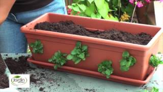 Réaliser une jardinière balconella  Jardin Express [upl. by Terej]