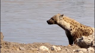 Hyena mating in the waterhole  Etosha Pan [upl. by Alded]