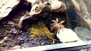 Meine Vogelspinnen  Terrarien Einrichtungen  Teil 2  Part 2 [upl. by Darlene]