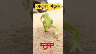 अजूबा मेढ़क AMAZING FACT SHORT FACTGK FACTgk factsmotivation generalknowledge motivational [upl. by Eadwine281]