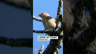 Red Crossbill 🚨 birdphotography birds wildlifephotoghraphy wildlife birdphotography birding [upl. by Celestine]