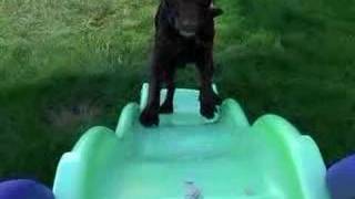 Funny Dog on a slide [upl. by Hearsh]