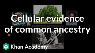 Cellular evidence of common ancestry  High school biology  Khan Academy [upl. by Nessie]