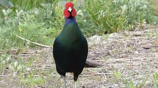 Green Pheasant तीतर तीतर क्रोकिंग 雉キジの鳴き声 [upl. by Cleopatra]