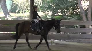 WalkTrot Equitation Class  ICC Summer Rated Show 2022 [upl. by Keffer208]