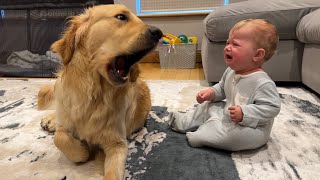 Golden Retriever Pup Makes Baby Cry But Says Sorry Cutest Ever [upl. by Sardella]