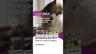 Pipeta Gotil Max para gatos y perros [upl. by Herzel954]