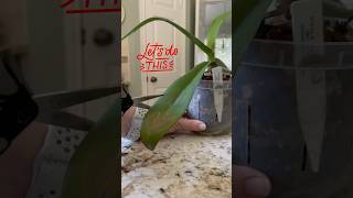 Phalaenopsis Orchid Bacterial Leaf Rot Cure🤞shorts phalaenopsis bacterialdisease orchids [upl. by Grindle]