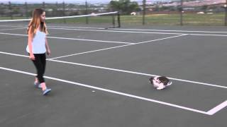 My Holland Lop Bunny Hopping Around [upl. by Weinshienk]