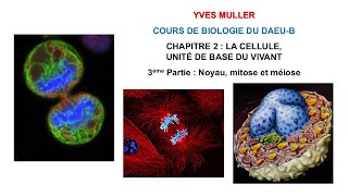 Chapitre 2 – 3ème Partie  Noyau mitose et méiose  Cours de Biologie du DAEUB [upl. by Deehsar]