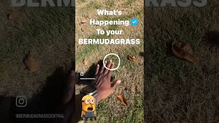 Does your Bermuda Grass look like this [upl. by Novonod249]