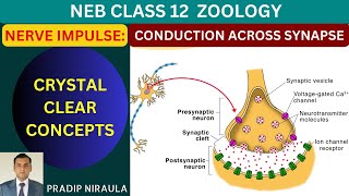 NERVE IMPULSE CONDUCTION AT SYNAPSE [upl. by Wystand161]