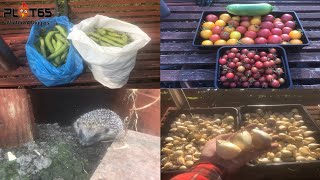 A week in the life of an allotmenteer The good life aint easy [upl. by Anna-Maria]