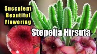 How to grow Stapelia hirsuta succulent plant  Big size flowering succulent plant  African Starfish [upl. by Bremer]