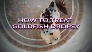 How To Treat Goldfish Dropsy [upl. by Ynotna]