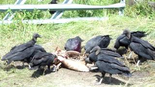 Turkey Vultures eating Dead Wild Pig Part 2 [upl. by Narhet676]