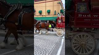 Budweiser Clydesdales back in Conshohocken Pennsylvania 2023 [upl. by Anella]