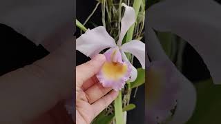 Cattleya trianaei var Albescens orchid anggrek nature [upl. by Atiuqnahs]