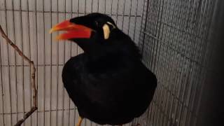 PALAWAN TALKING MYNAH [upl. by Bautram]