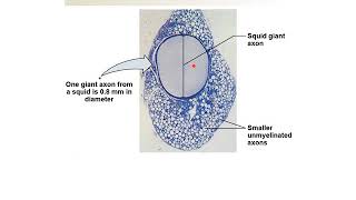 15  BIOL 330 Chapter 08 Part C  Local current flow conduction and disorders [upl. by Greer]