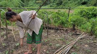 Harvesting grapefruit for storage and how to make a vegetable garden [upl. by Eentruok]