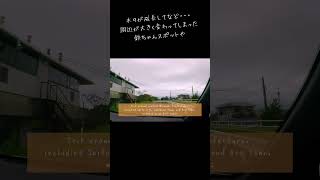 久々の西都原古墳群と綾の照葉大吊橋を巡るドライブ旅🚗short 宮崎旅行 西都原古墳群 綾の照葉大吊橋 [upl. by Kahaleel174]