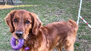 Dog Training using recallers games is … Rita Munson [upl. by Helen]