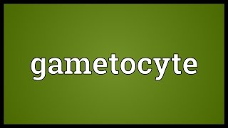 Gametocyte Meaning [upl. by Murrah]