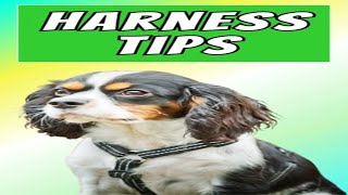 Best Harness for Small Dogs and A Cavalier King Charles Spaniel [upl. by Finlay291]