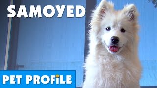 Samoyed Pet Profile  Bondi Vet [upl. by Fidole]