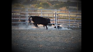 quotSlamquot the young Border Collie working cattle [upl. by Eylrahc]