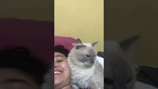 the world became bearable with my cat cat catsofyoutube fypyoutube ragdolls [upl. by Monaco]