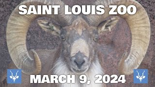 Saint Louis Zoo  March 9 2024 [upl. by Winne]