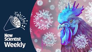 Does bird flu in mammals pose a bigger threat to humans  New Scientist Weekly podcast 167 [upl. by Ennaitsirk]