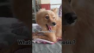 ivri clinical case diagnosis ivripolyclinic doglover ivri veterinary medico neet doglover [upl. by Maisie]