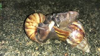 HAVE YOU SEEN SNAILS MATING [upl. by Heeley]