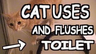 Cat uses toilet then FLUSHES [upl. by Maddeu]