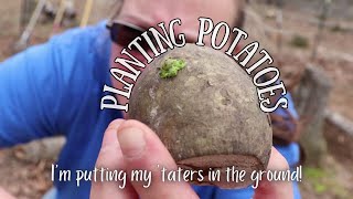 How to grow potatoes in the ground [upl. by Katlin]