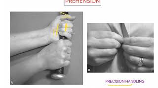 Prehension WRIST AND HAND COMPLEX [upl. by Tavis]