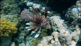 Red Sea heaven  the reef from Gorgonia to Shams Alam resorts [upl. by Nospmis]