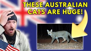 A New Wildcat Species in Australia American Reacts to This Incredible Possibility [upl. by Ssur433]