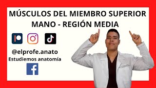 Músculos de la mano región mediaanatomia elprofedeanato medicina fisioterapia enfermeria fyp [upl. by Zoa]