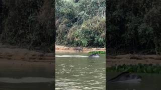 WARTHOG VS LEOPARD Narrow Escape WarthogEscape a leopard [upl. by Bringhurst]