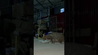 cat cute catlover animals kitten pets shortvideo shorts [upl. by Selestina]