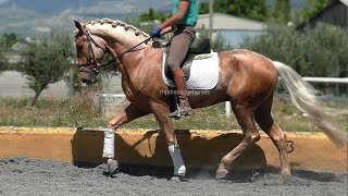 SOLD Palomino PRE x Lusitano Gelding 2019  167 cm MP751 [upl. by Lucic]