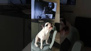 Bulldog francese che canta [upl. by Naillik]