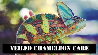 Veiled Chameleon Care [upl. by Beatrix]